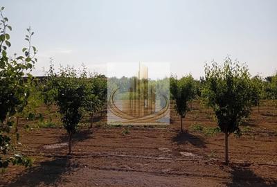 Teren agricol intravilan de 16000 mp, în Belinț - 14