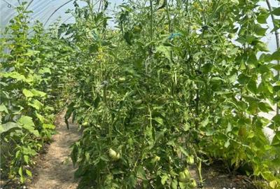 Casă cu 3 camere cu Teren 3300 Mp în Felcheriu - 10