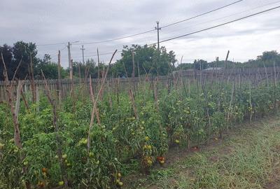 Casă cu 4 camere cu Teren 1900 Mp în Valea Popii - 3