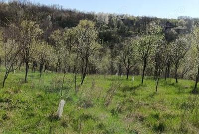 Casă cu 4 camere în Slatina-Nera - 5