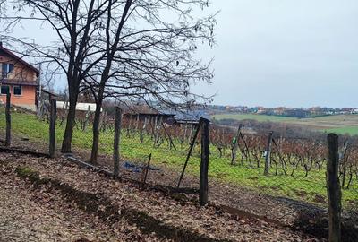 Spațiu comercial, în Viile Satu Mare - 5