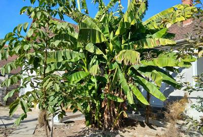 Casă cu 3 camere cu Teren 450 Mp în Central - 2