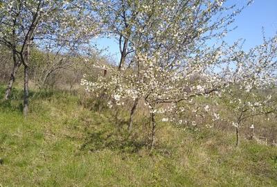 Teren de 700 mp, în Vlădiceni - 3