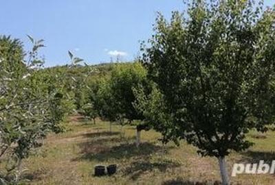 Teren de 2070 mp, în Manasia - 3