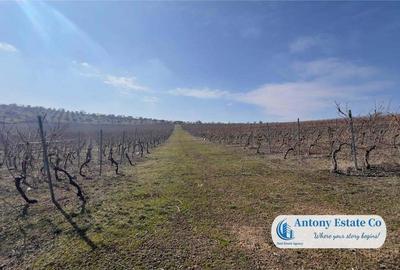 Teren de 675000 mp, în Marghita - 2