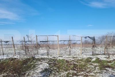 Teren cu livada Nuci- Oportunitate investitie- CioraniPh - 9