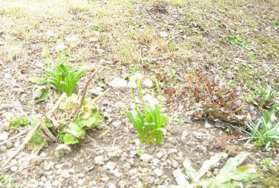 Casă cu 5 camere cu Teren 186 Mp în Valea Alba - 4