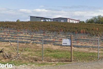 Spațiu comercial, de 370 mp, în Lăpugiu de Jos - 1