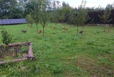 Casă cu 2 camere în Plopu - 1