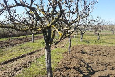 Casă cu 3 camere în Bugeac - 2