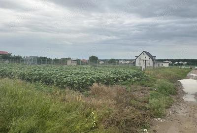 Vanzare teren casa la padure Moara Vlasiei - 3