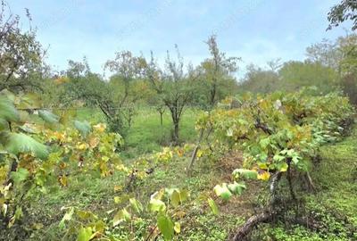 Teren 6762 mp +casa Les - 3