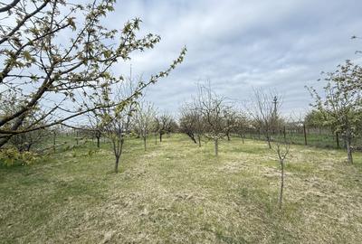Snagov Izvorani casa locuibila cu livada de pomi fructiferi - 17