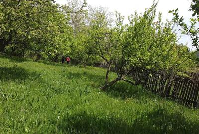 Teren de 1070 mp, în Berevoești - 3