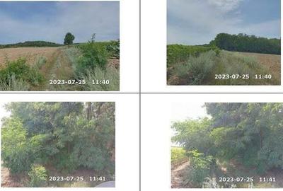 Teren padure, cota de 1/48 Horgesti, ID: R2325871 - 7