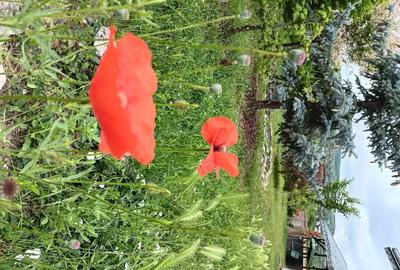 Casă cu 6 camere cu Teren 937 Mp în Mogoșești - 3