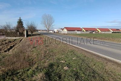 Teren intravilan de 16600 mp, în Bucovăț (Remetea Mare) - 2