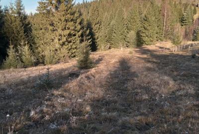 Teren de 10000 mp, în Arieșeni - 2