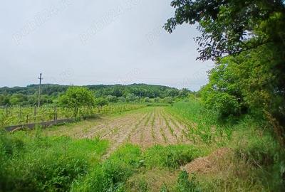 Casă cu 5 camere cu Teren 2000 Mp în Drăgotești - 5