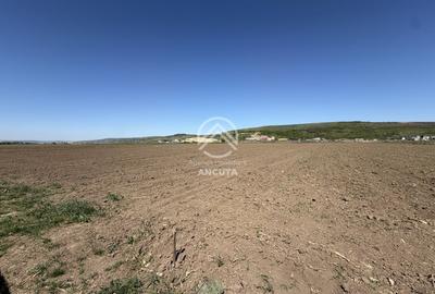 Teren extravilan de 2900 mp, în Sânnicoară - 3