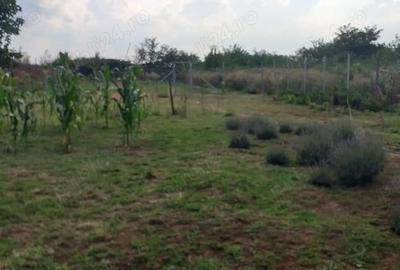 Casă cu 2 camere cu Teren 1939 Mp în Ghioroc - 6