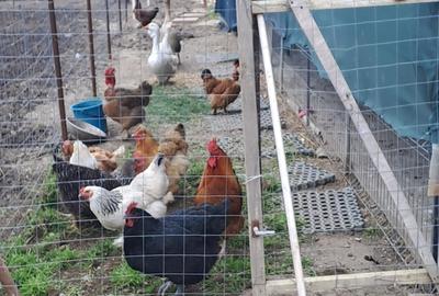 Buturugeni Posta - 19