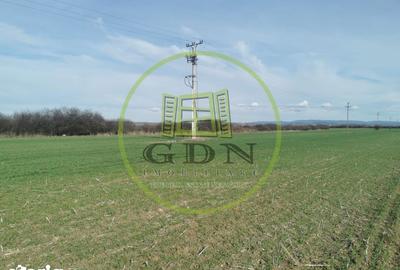 Teren de 21496 mp, în Saca - 1
