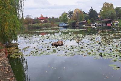 Teren Construcții intravilan de 20000 mp, în Siliștea Snagovului - 2