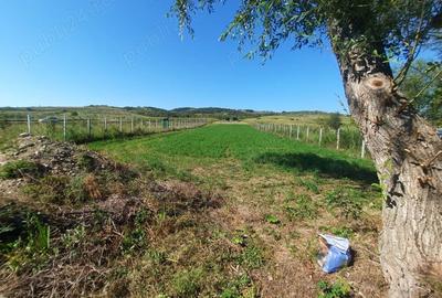 Teren de 1000 mp, în Berzasca - 1
