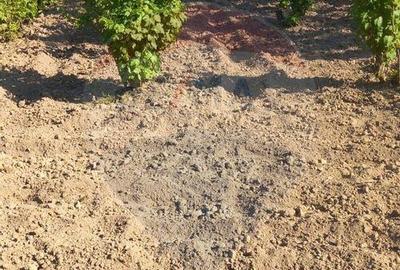 Teren 1,800mp Satu Nou de Sus / Strada Tineretului - 10