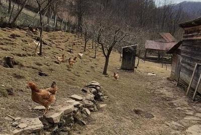 Casă cu 4 camere în Central - 1