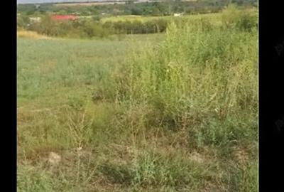 Teren de 3750 mp, în Husasău de Tinca - 8