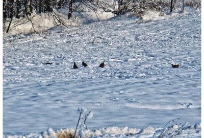 Teren de 1621 mp, în Vasilați - 2