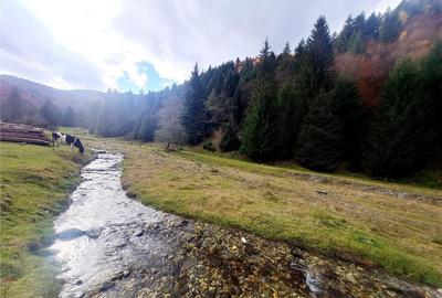 Teren de 4591 mp, în Zărnești - 10