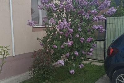 Apartament cu 2 camere decomandat în Clinceni - 1