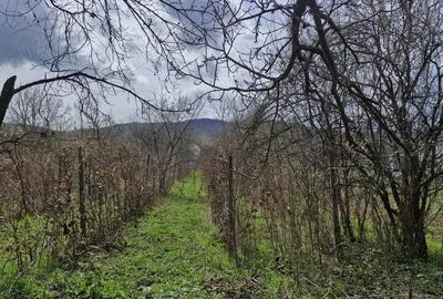 Comuna Magureni, jud. Prahova teren, imobil ?i anexa - 4