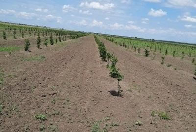 Vanzare teren cu Livada de Aluni Tartasesti Dambovita - 2