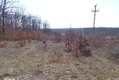 Spațiu comercial, în Paleu - 3