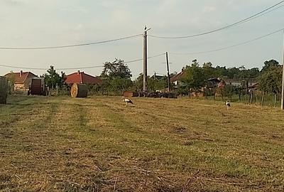 Teren Construcții intravilan de 3687 mp, în Dumbrava - 3