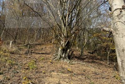 Teren de 20424 mp, în Cerbăl - 9