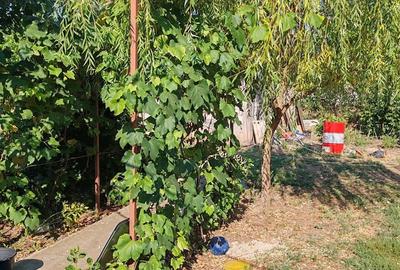 Casă cu 4 camere cu Teren 10000 Mp în Bârca - 8