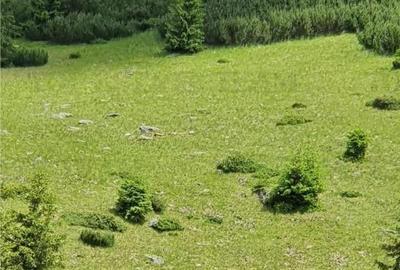 SUPER OPORTUNITATE, DE VANZARE O PROPRIETATE SPECIALA, MUNTE - 15