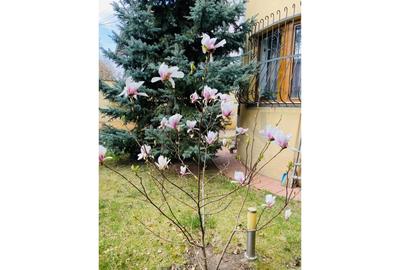 REV2003095 Vila l Bucurestii Noi l Langa Parc Bazilescu - 3