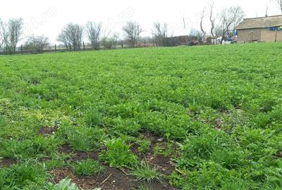 Vand casa Glodeanu Sili?tea - 7