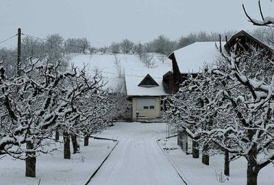 Casa + Livada in Borzesti - 1