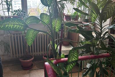 Apartament cu 2 camere semidecomandat în Dristor - 18