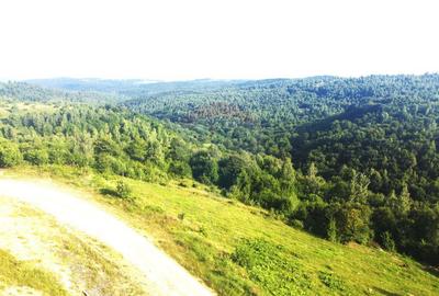 Teren de 1000 mp, în Sălicea - 1