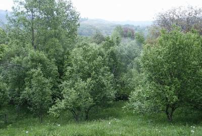 Spațiu comercial, în Runcu - 2