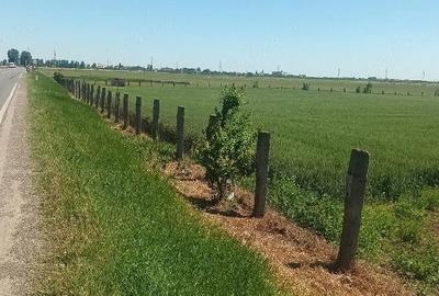 Teren de 16600 mp, în Surdila-Greci - 5