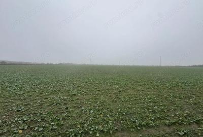 Teren de 7473 mp, în Freidorf - 2